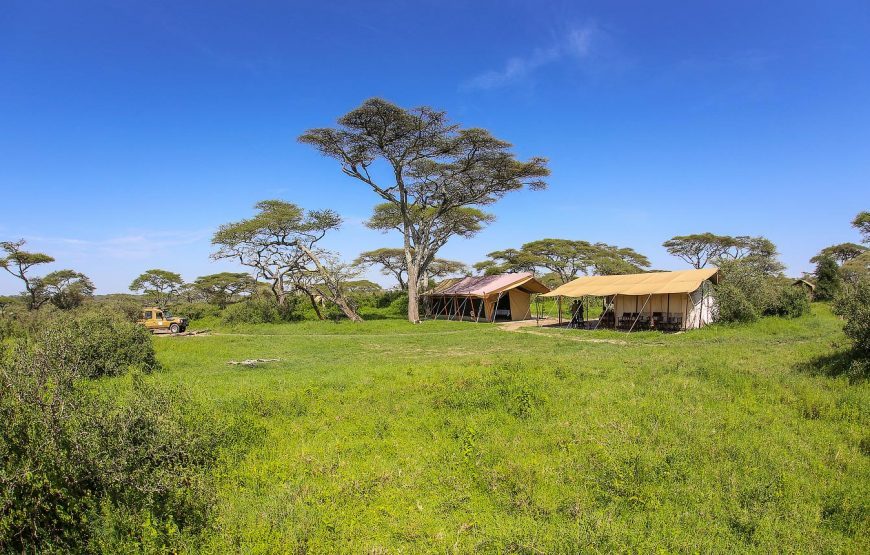 Gabon Gorilla Trekking & Democratic Republic of Congo