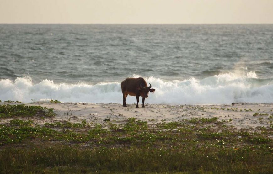Gabon Gorilla Trekking & Democratic Republic of Congo
