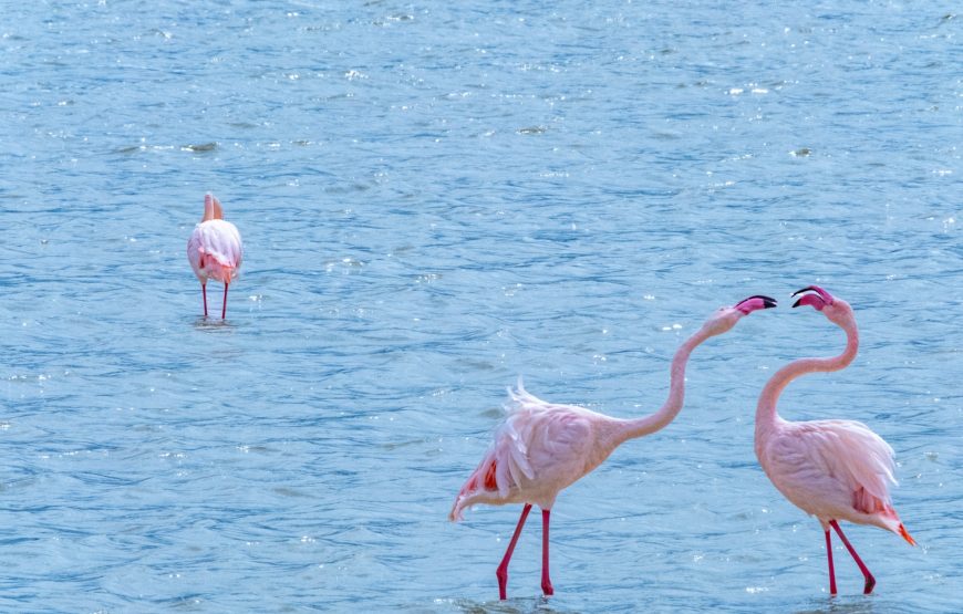 Tanzania Safari & Zanzibar – 9 Days