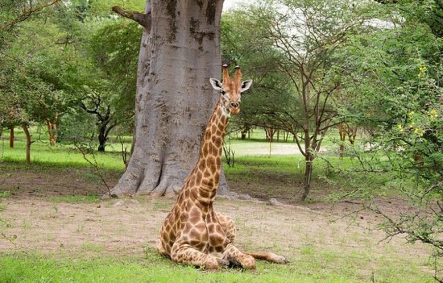 The Best of Senegal – 8 Days