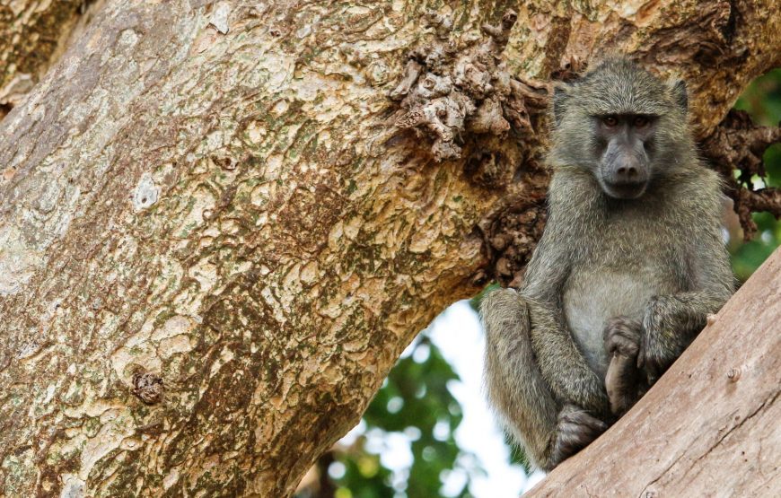 TANZANIA WILDLIFE, LAKE & CRATER 09 DAY SAFARI