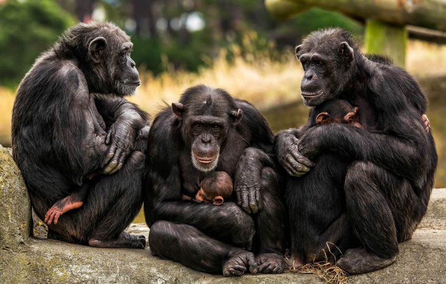 Historic Liberia – 7 Days