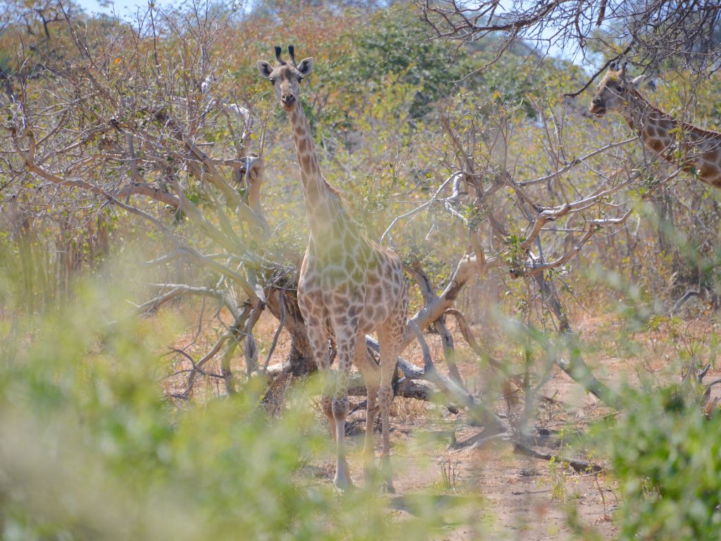Day 3 Chobe National Park, Botswana