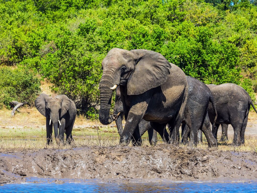 Day 4 Chobe National Park, Botswana
