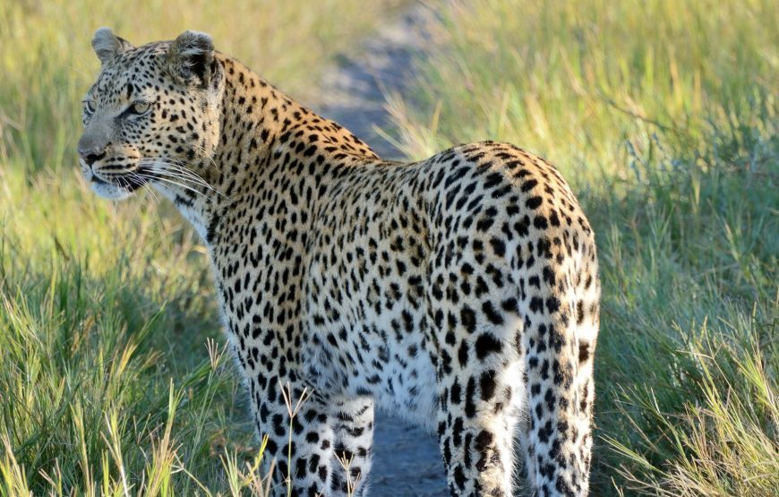 Botswana Jacana Safari –  11 Days