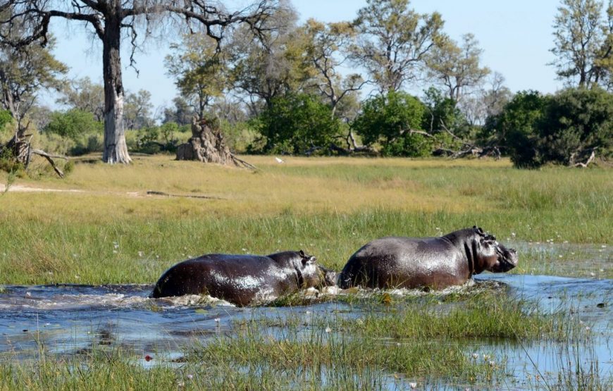 Botswana Jacana Safari –  11 Days