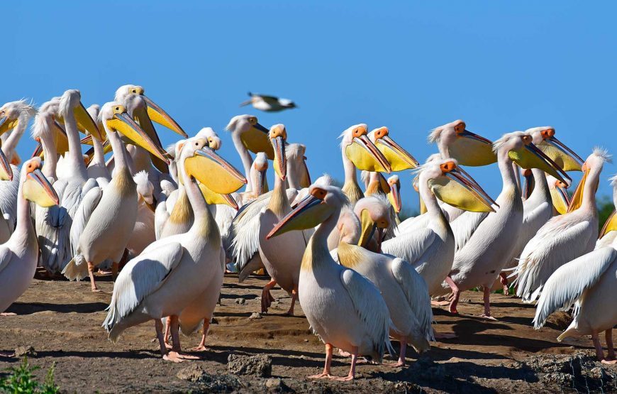 Explore Senegal & the Gambia – 10 Days