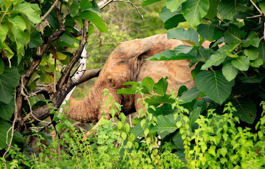 Ghana Wildlife Safari – 3 Days