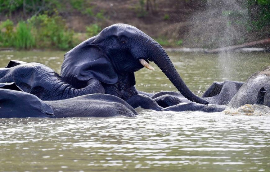 Ghana Wildlife Safari – 3 Days