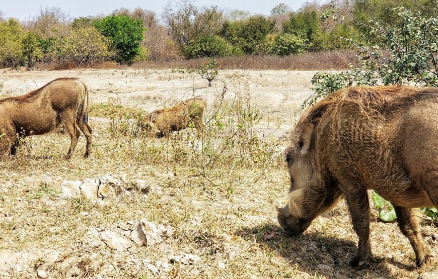 Ghana Wildlife Safari – 3 Days