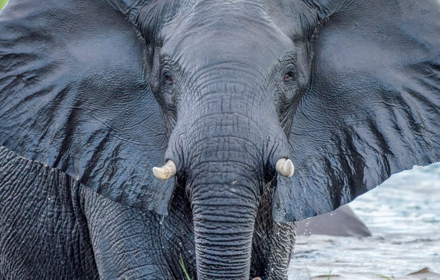 Botswana Jacana Safari –  11 Days