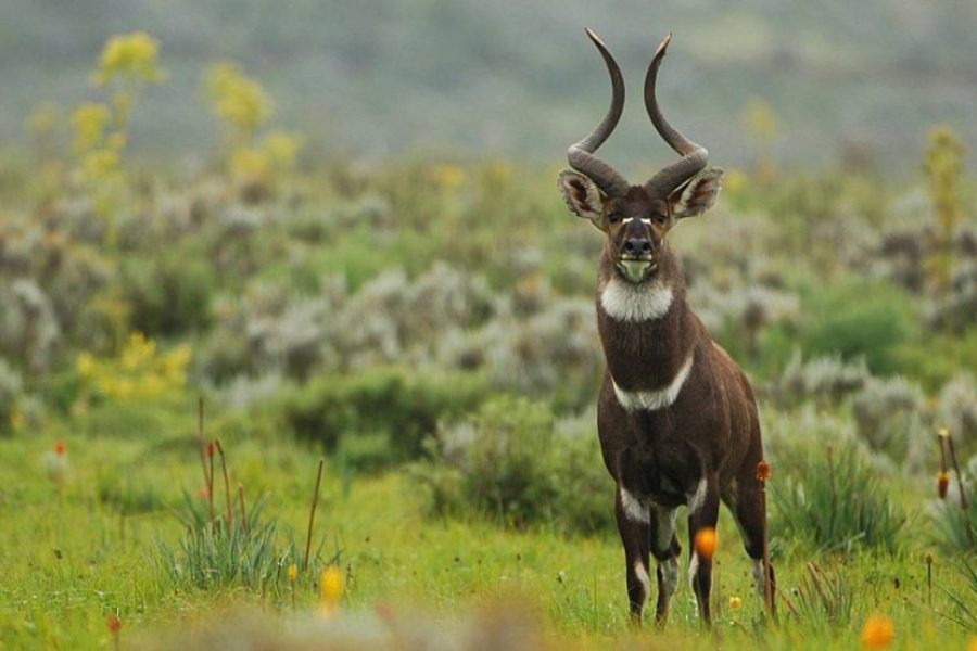 Tour of Ethiopia, Danakil, Harar, Bale and Awash National Park – 10 Days