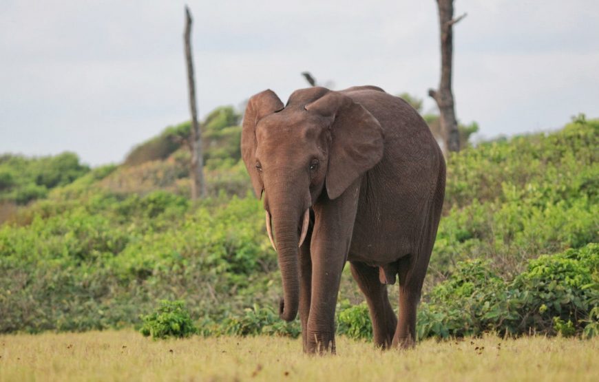 Gabon: Gorillas and More – 5 Days