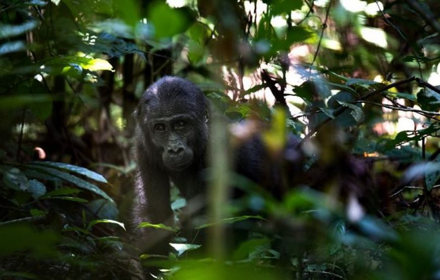 Journey to Loango National Park – 12 Days