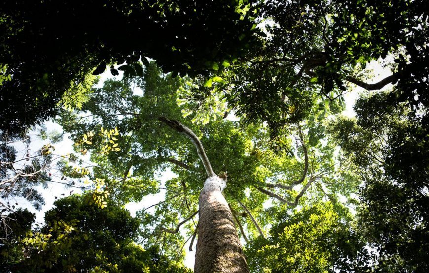 Journey to Loango National Park – 12 Days