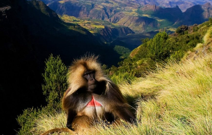 HISTORIC ROUTE WITH TIMKET(2025) FESTIVAL IN GONDAR 8 DAYS