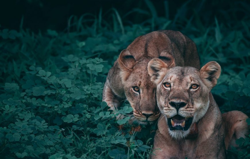 Botswana Jacana Safari –  11 Days