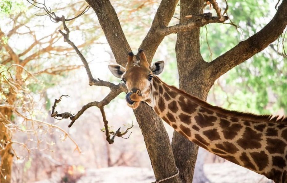 Fathala Wildlife Reserve & Lodge