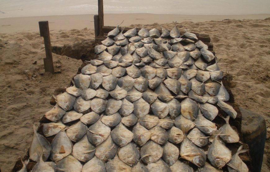 Tour of Saint Louis – 2 Days