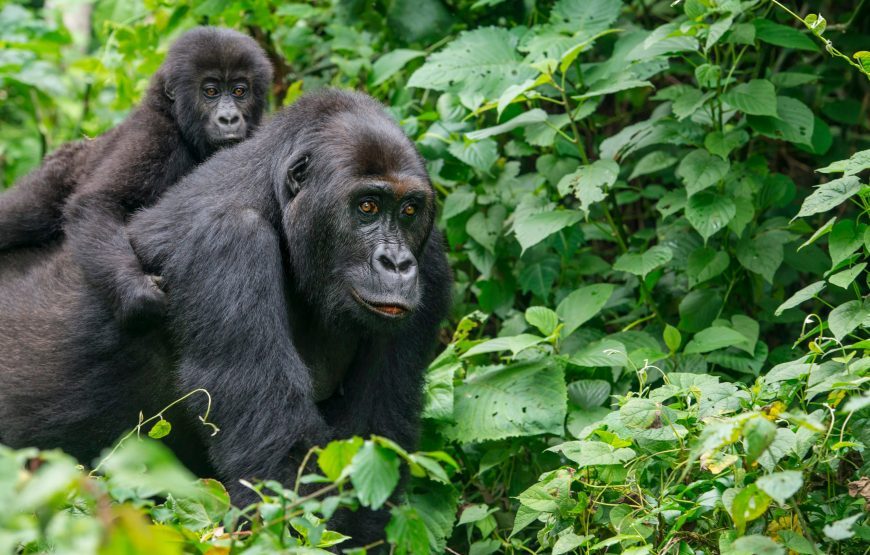 Gabon Gorilla Trekking & Democratic Republic of Congo