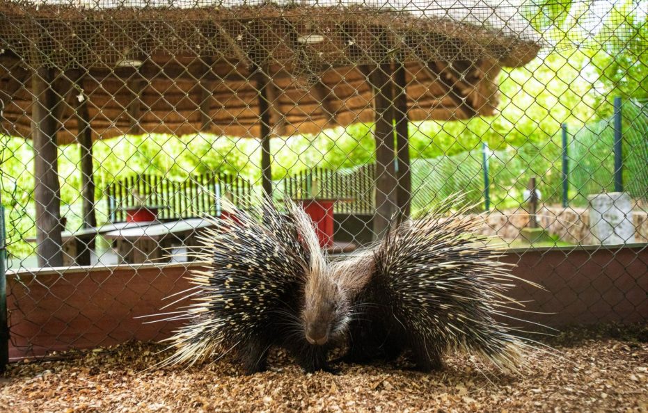 Peduase Valley Resort