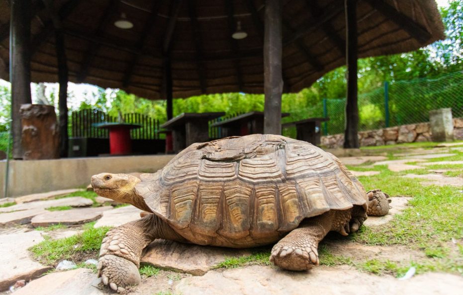 Peduase Valley Resort