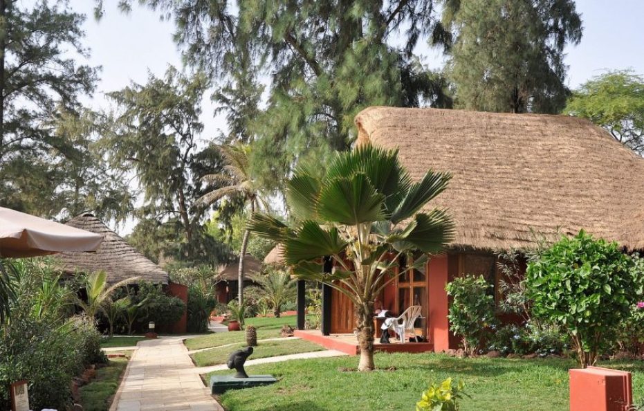 Royal Horizon Baobab