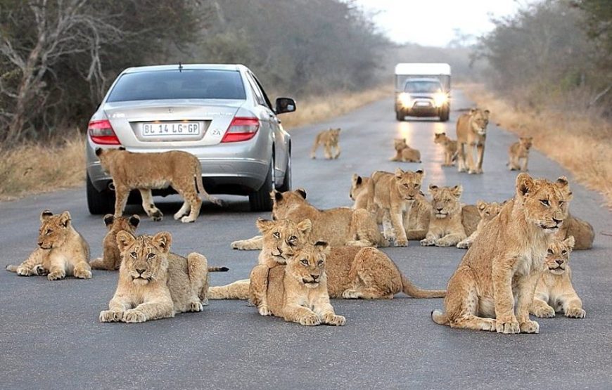 Big Five’ South Africa Tour -12 Days