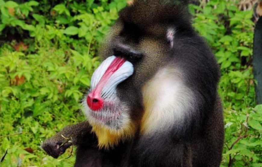 Journey to Loango National Park – 12 Days