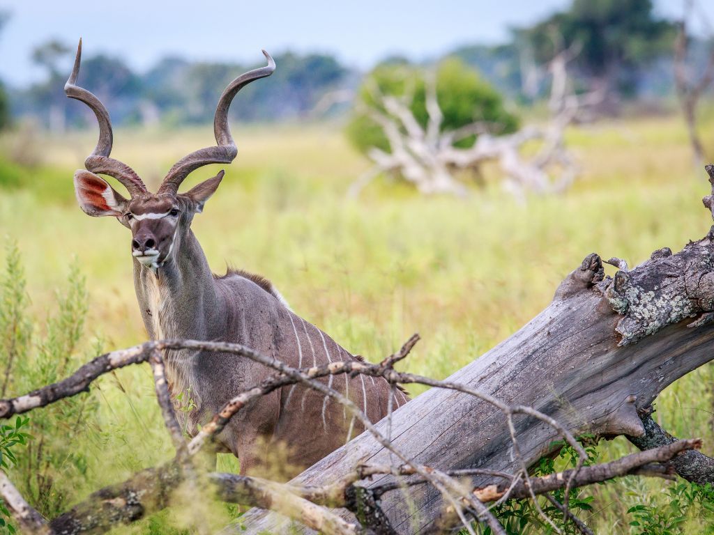 Day 12 Okavango Delta - Maun - Johannesburg