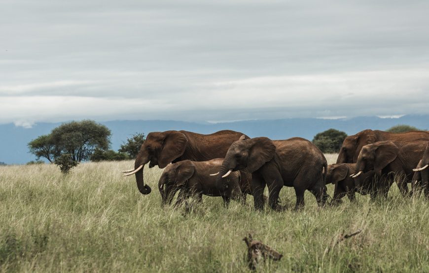 TANZANIA WILDLIFE, LAKE & CRATER 09 DAY SAFARI