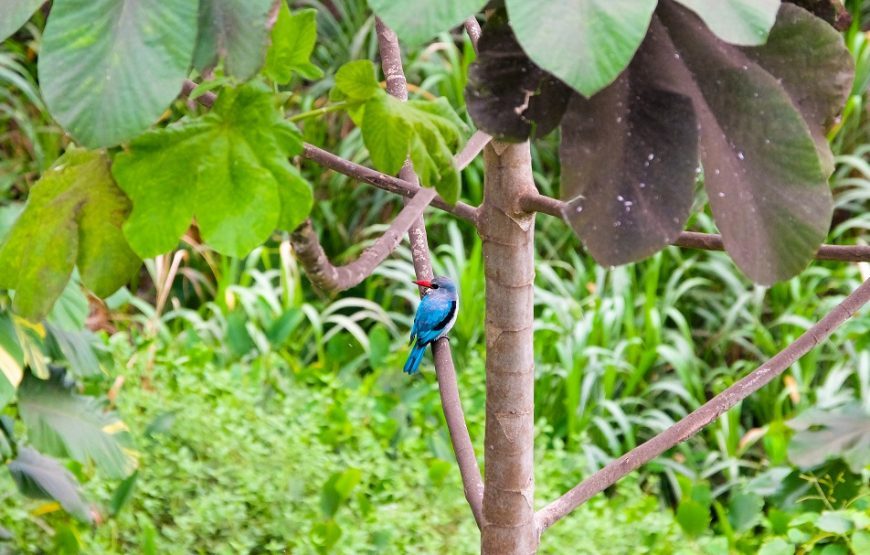 Glance of Bioko Island – 4 Days