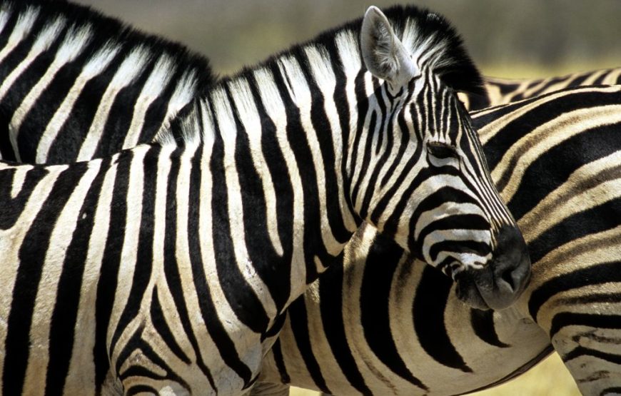 Botswana Family Safari – 12 Days