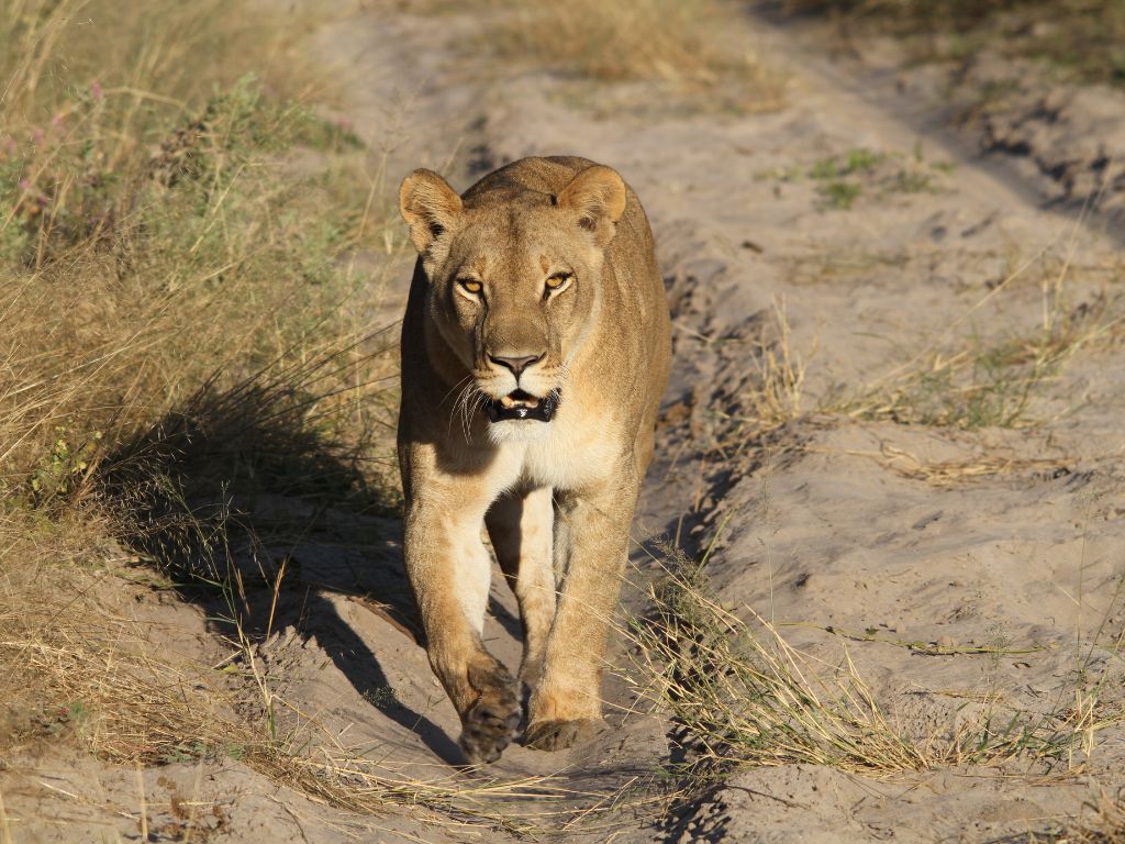 Day 9 Moremi Game Reserve