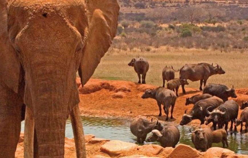 Kenya Safari & Zanzibar Beach Experience – 10 Days