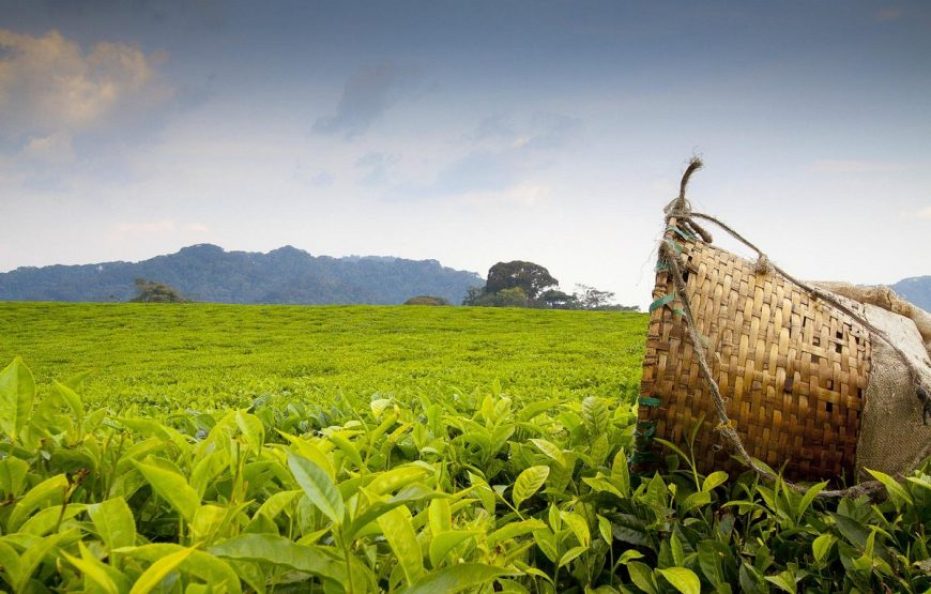 Nyungwe Forest Lodge