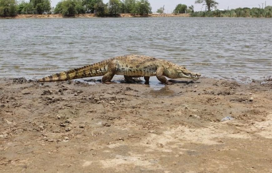 The Best of Ghana – 12 Days