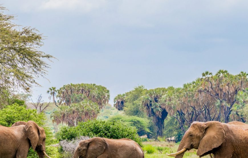 Kenya Big 5 Safari Special, 9 Days