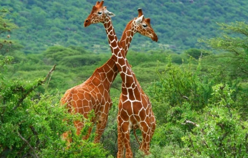 Kenya Big 5 Safari Special, 9 Days