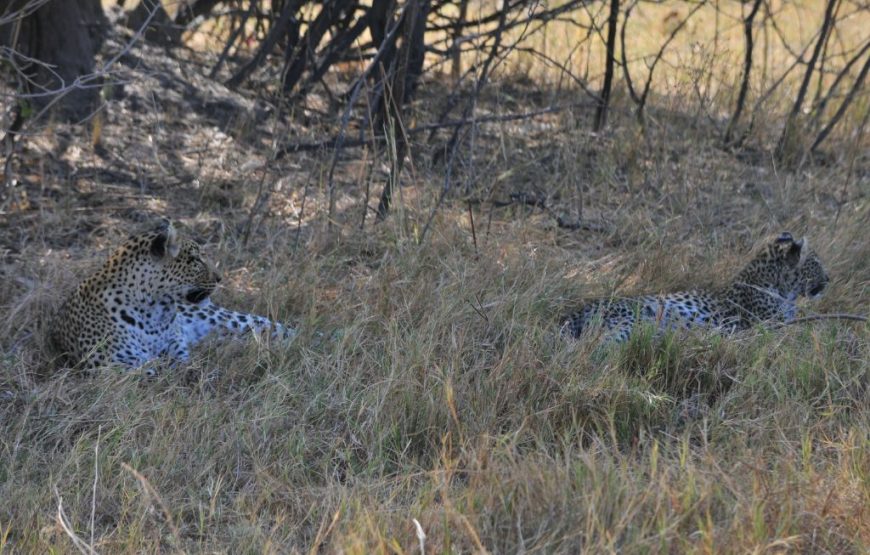 The Best Of Botswana –  11 Days