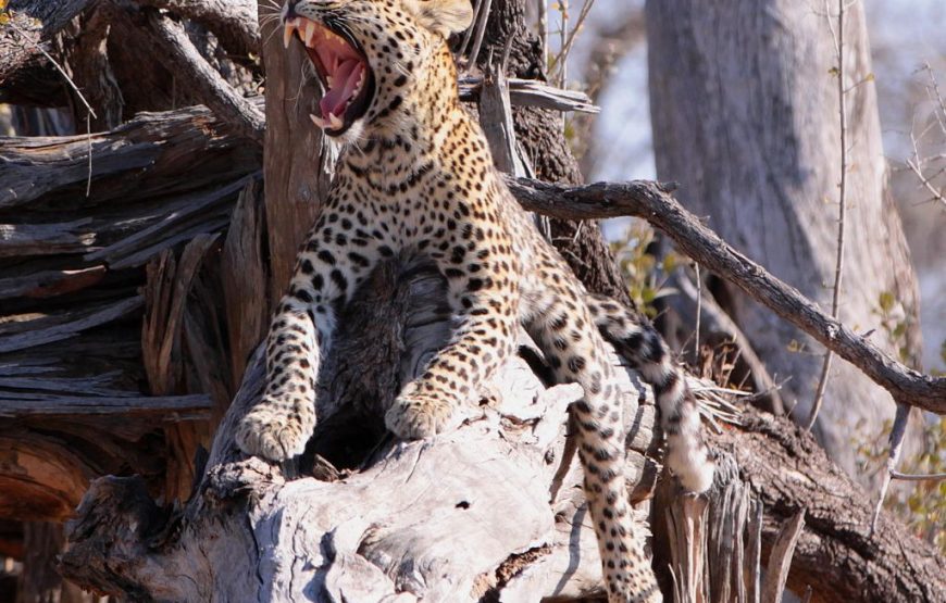The Best Of Botswana –  11 Days