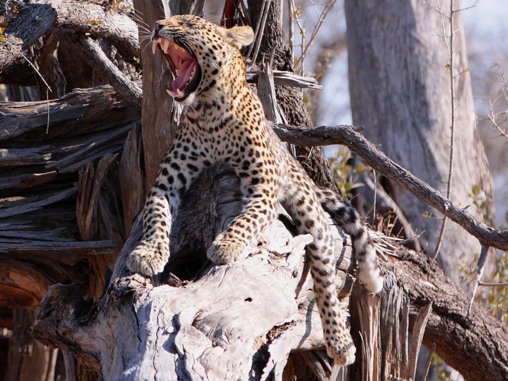 Day 5 Savuti, Botswana