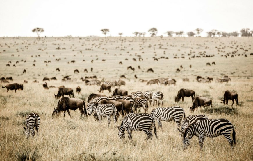 Kenya & Tanzania Classic Safari – 11 Days