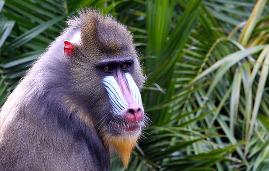 Journey to Loango National Park – 12 Days