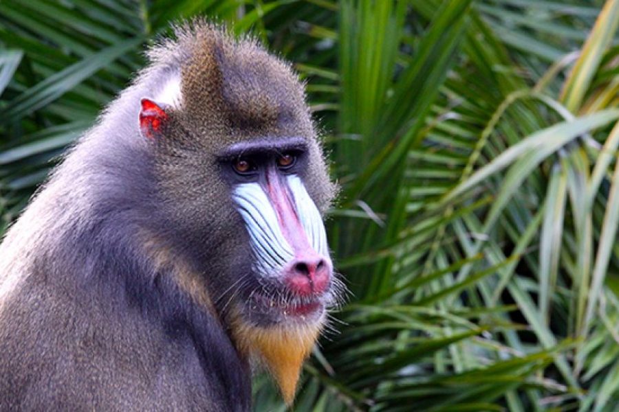 Journey to Loango National Park – 12 Days