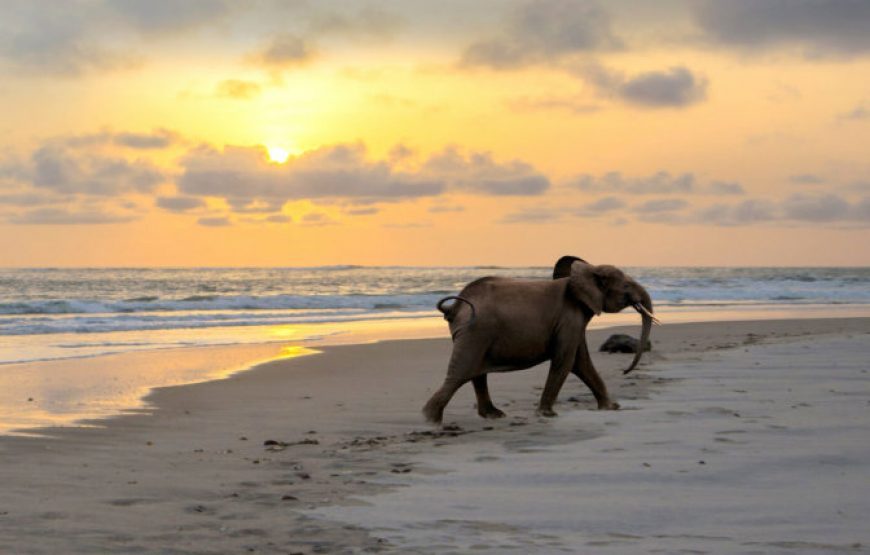 Gabon: Gorillas and More – 5 Days