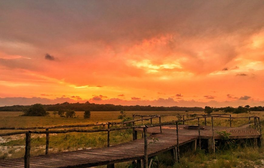 Gabon: Gorillas and More – 5 Days