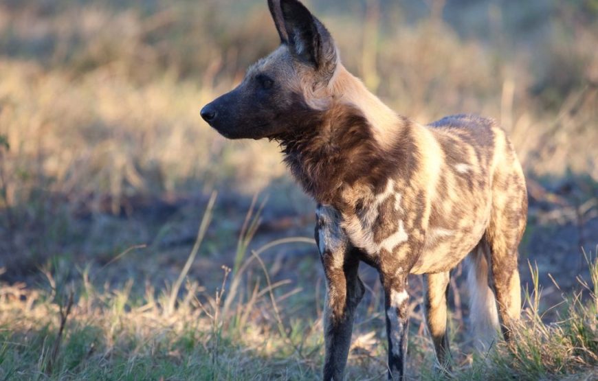 The Best Of Botswana –  11 Days