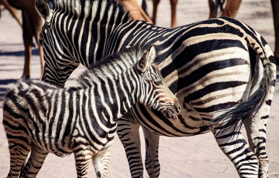 Fathala Wildlife Reserve & Lodge