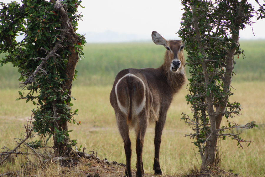 Liwonde National Park